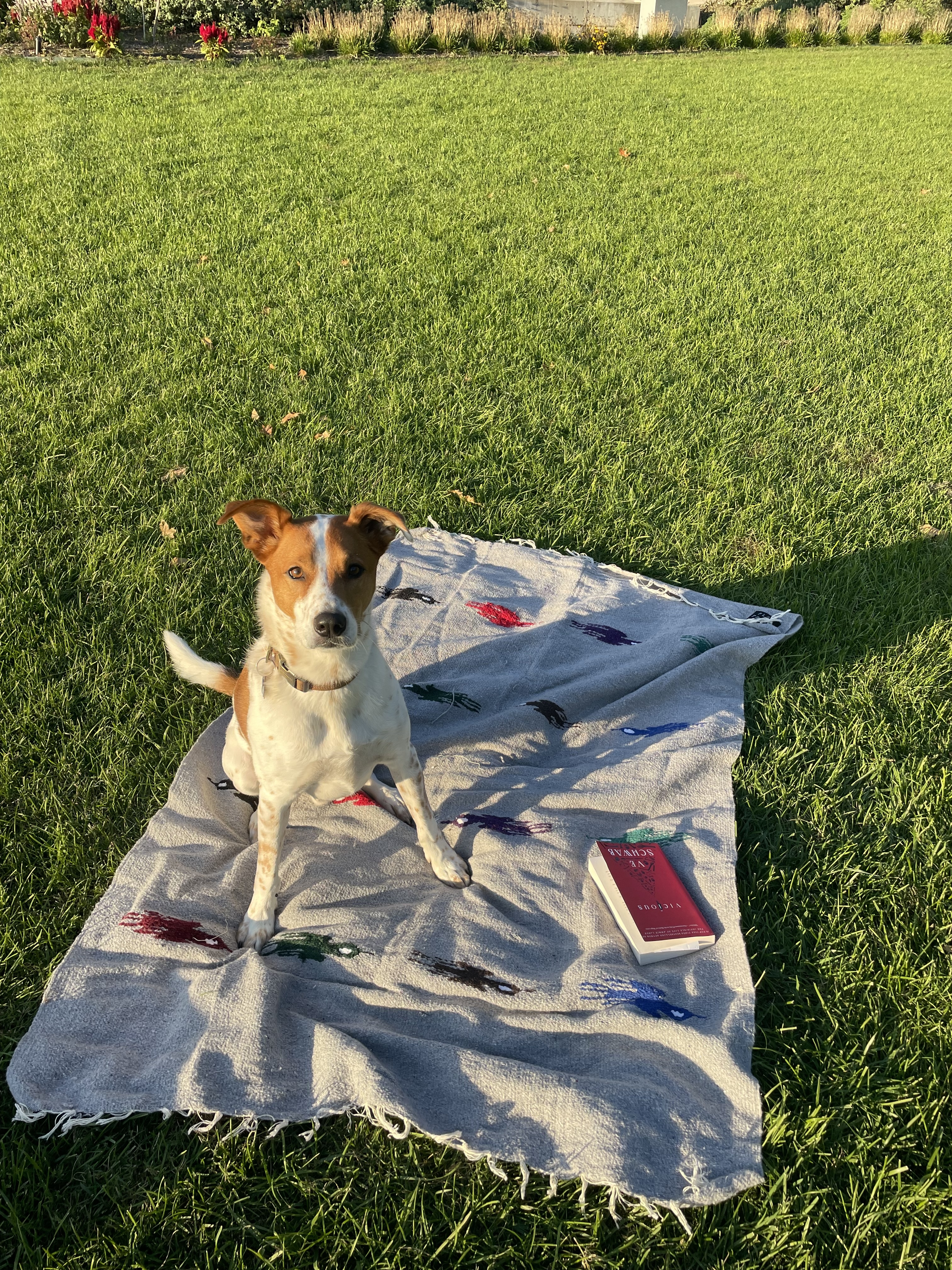 Bowie the dog